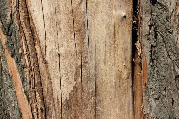 나무는 나무껍질 줄기의 파편을 깨뜨렸다 자연적 — 스톡 사진