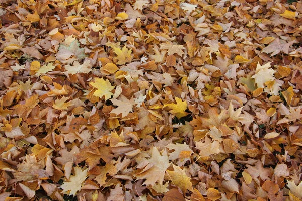 Outono Folhas Bordo Amarelo Caídas Secas Douradas Chão Outubro Textura — Fotografia de Stock