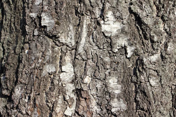 Old Cracked Bark Birch Tree Trunk Natural Background Texture — Stock Photo, Image