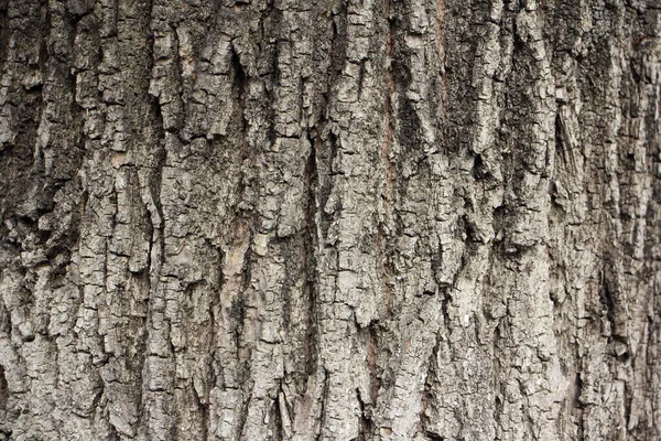 나무의 줄기에 수직으로 갈라진 자연적 — 스톡 사진