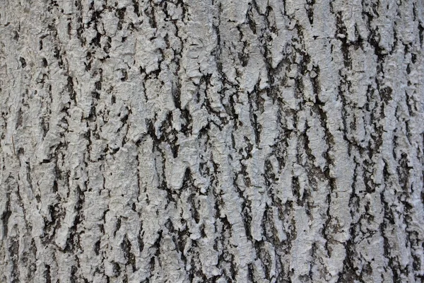 나무의 자연적 구조를 휘어진 수직으로 껍질에 — 스톡 사진
