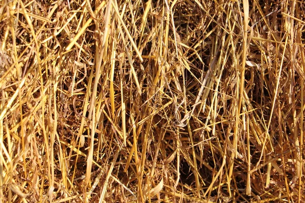 Dry Straw Background Texture Yellow Golden Hay Harvesting Grain Crops — Foto Stock