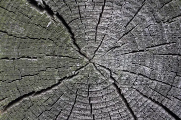 통나무 줄기를 구조로 — 스톡 사진