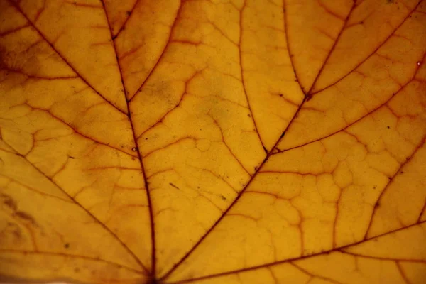 Autumn Yellow Maple Leaf Red Veins Close Texture Background — Φωτογραφία Αρχείου