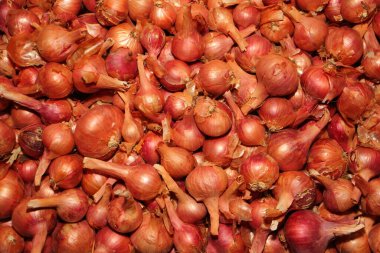 Ripe red onion autumn harvest - natural background texture 