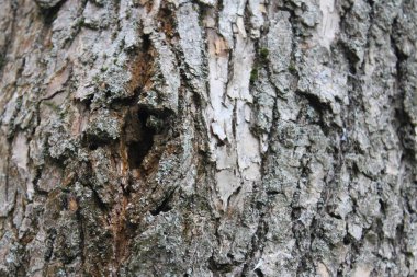 Büyük, yaşlı bir orman ağacının kabuğu kırıktı - vahşi arka plan dokusu