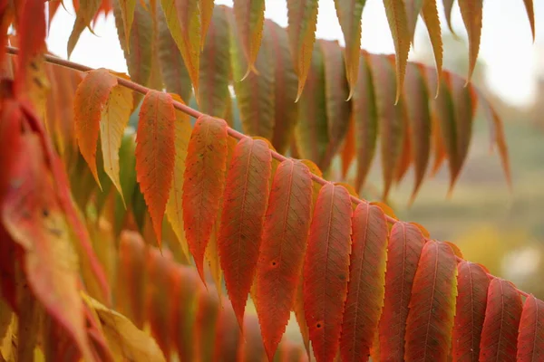 Red Yellow Colored Leaves Autumn Tree Branch Closeup — Stock Photo, Image