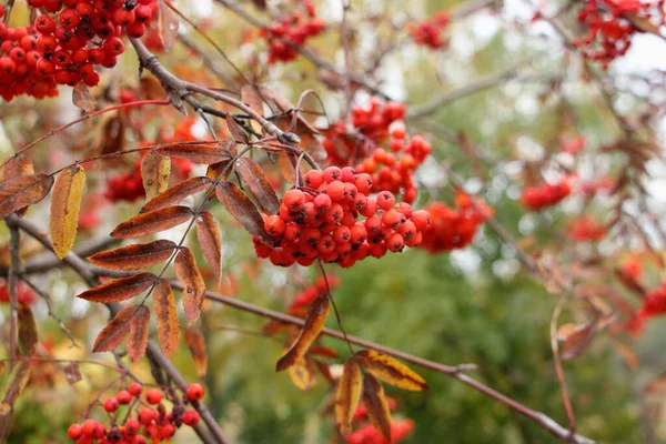 Red Rowan Berries Leaves Branch Close Blurred Background Selective Focus — Stock Photo, Image