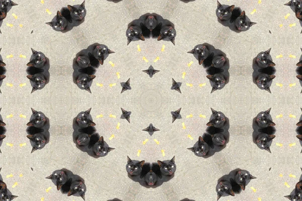 Siyah kedi arka plan sanat tasarımı kaleydoskopu ile çevrili