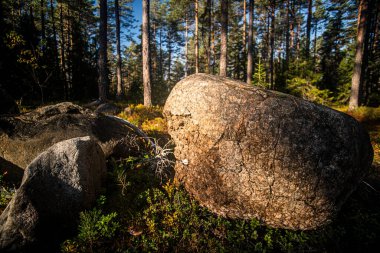 Vahşi ormanda granit taş