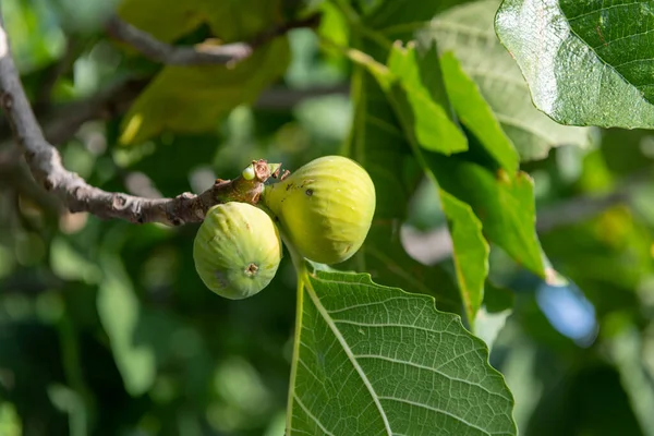 Ripe Figs Growing Branch Fig Tree — Fotografia de Stock