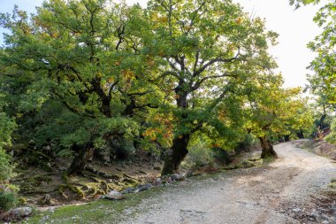 Sonbaharda meşe ağaçlarının arasında bir dağ yolu..