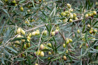 Ağaçta yetişen olgun yeşil zeytinler..