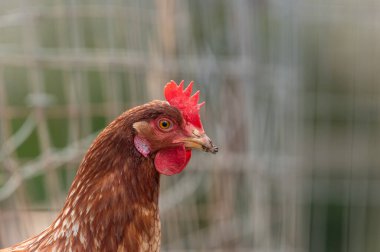Bir köyde çiftlik hayvanı çiftliğindeki tavuklar..