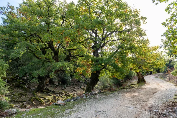 Sonbaharda meşe ağaçlarının arasında bir dağ yolu..