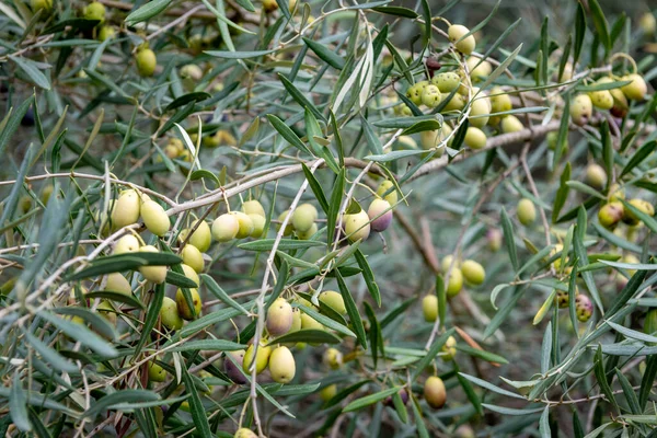 Ağaçta yetişen olgun yeşil zeytinler..