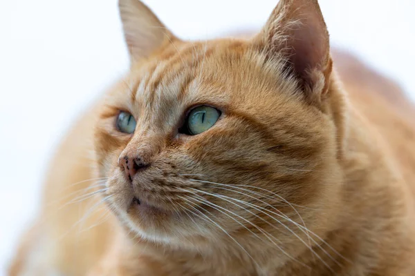 Gros Plan Chat Roux Avec Une Expression Alerte — Photo