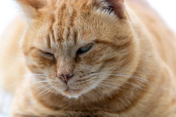 Закрыть Портрет Рыжего Кота Довольным Выражением Лица — стоковое фото