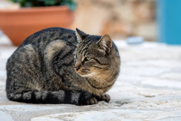 Sitting Stripped Wide Cat Contented Expression — Stockfoto