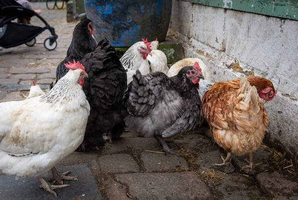 Freerange Hens Roaming Freely Farmyard — Stockfoto