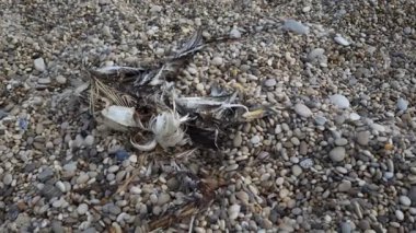 Çakıl taşlı sahilde çürüyen bir karabatak leşi..