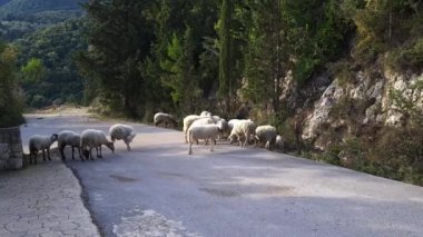 Yol kenarında otlayan bir koyun sürüsü..