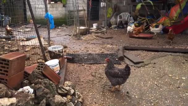莱夫卡达岛希腊 2021 在乡村环境中可持续饲养供屠宰的鸡和蛋 — 图库视频影像