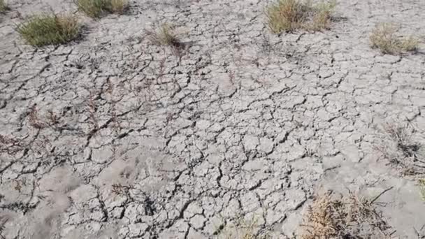 Terra Arida Crepata Con Piante Morte Causate Dai Cambiamenti Climatici — Video Stock