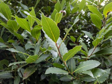 Bitki bahçesinde yetişen bir defne yaprağı bitkisi. Taze defne yaprakları.