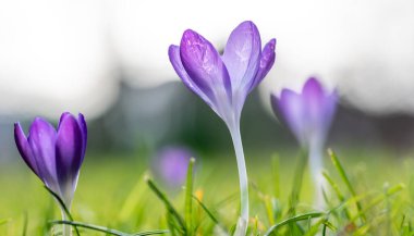 Bir tarlada büyüyen timsah makro yakın çekim.