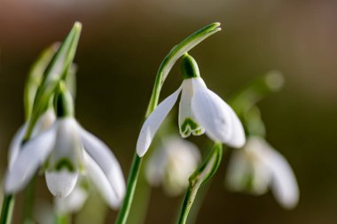 Kış sonlarında büyüyen kardamlalarına yakın.