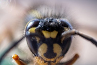 Süper makro, eşek arısına çok yakın..
