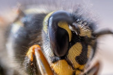 Süper makro, eşek arısına çok yakın..
