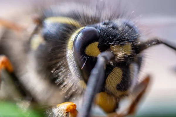 Süper makro, eşek arısına çok yakın..