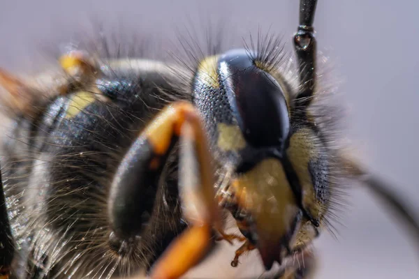 Süper makro, eşek arısına çok yakın..