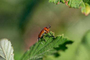 Yaprağın üzerindeki uğur böceğinin makro görüntüsü.