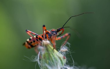 Bir bitkinin tepesine tünemiş gerçek bir böceğin makro çekimi.