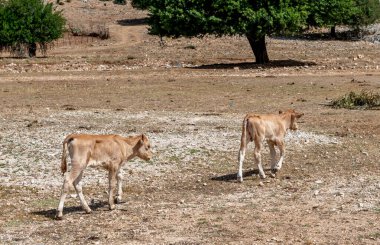 Açık alanda özgürce uzanan buzağılar