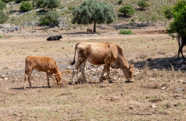 Bir inek ve açık alanda otlayan bir buzağı..