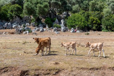 Açık alanda özgürce uzanan buzağılar