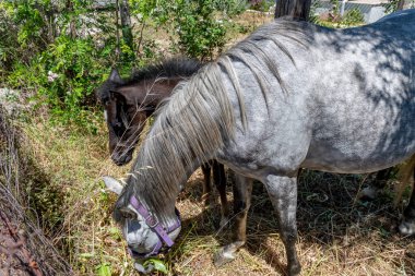 Bir kısrak ve bir tay tarlada otluyor..