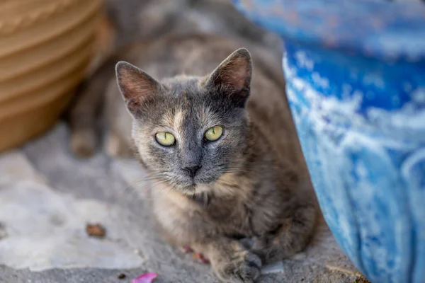 Chat Gris Aux Yeux Envoûtants Reposant Entre Deux Pots Plantes — Photo