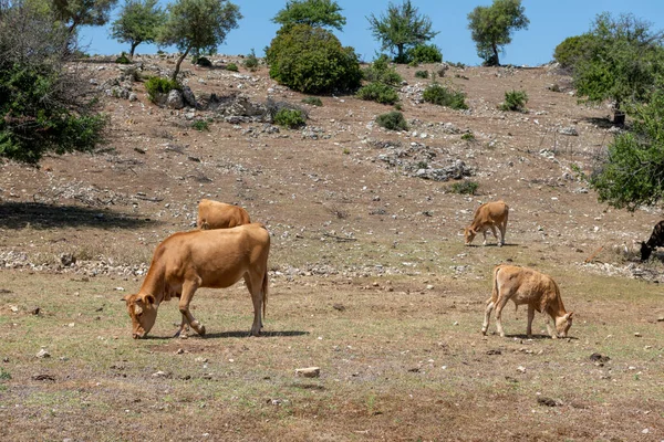 Viehweiden Und Freilandhaltung Auf Offenen Feldern — Stockfoto
