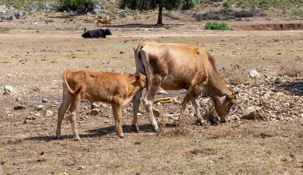 一头小牛犊在田里吃它妈妈的奶 — 图库照片