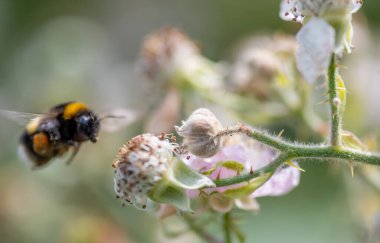 Çiçekli bir böğürtlen fabrikasının Macro 'su.