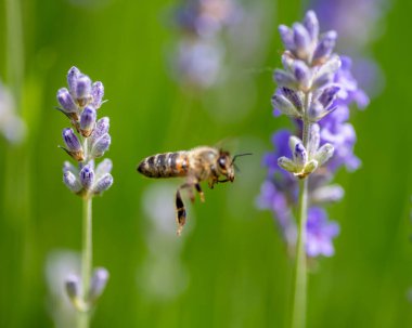 Çiçekli lavanta bitkilerinin Macro 'su.