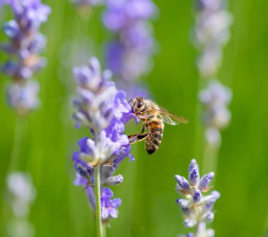 Bir çiçeğe polen saçan arıya yakın makro..