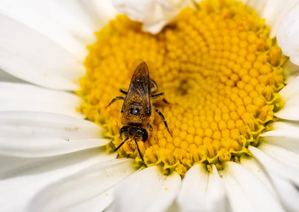 Макро Закрывает Летающую Муху Собирающую Пыльцу Цветка — стоковое фото
