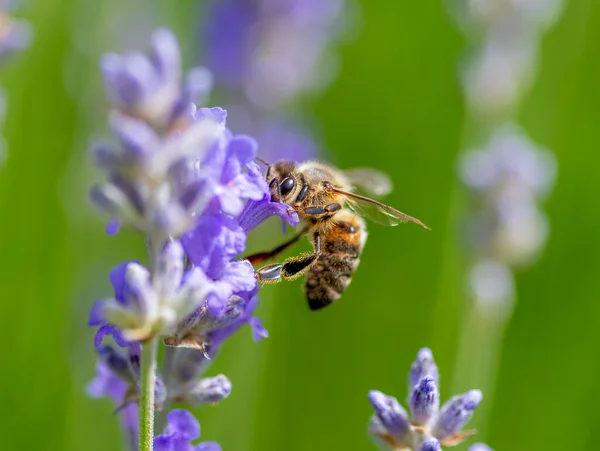 Макро Закрывает Пчелу Загрязняющую Цветок — стоковое фото