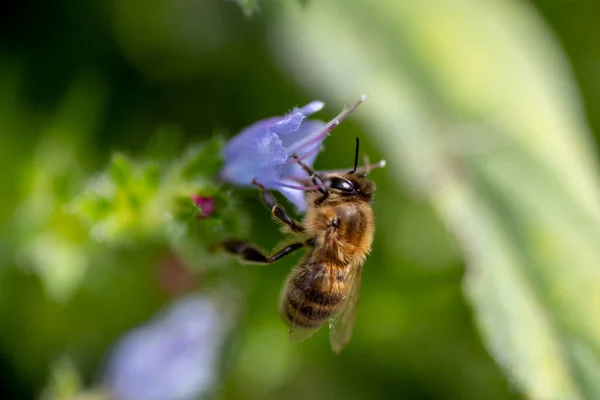 Макро Закрывает Пчелу Загрязняющую Цветок — стоковое фото